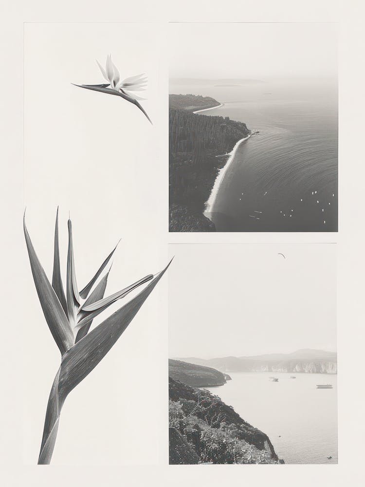 Bird Of Paradise Flower Photo Collage 2