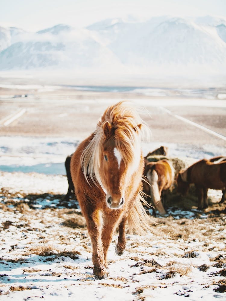 Shaggy Iceland Horse