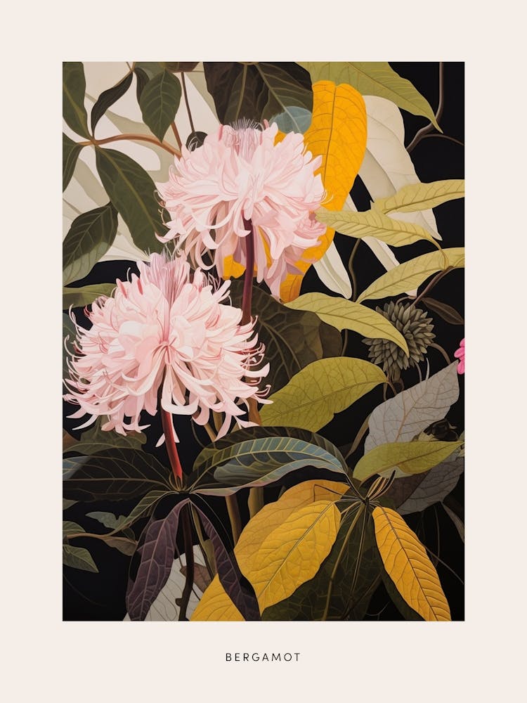 Illustration de fleur Bergamote 4 Affiche