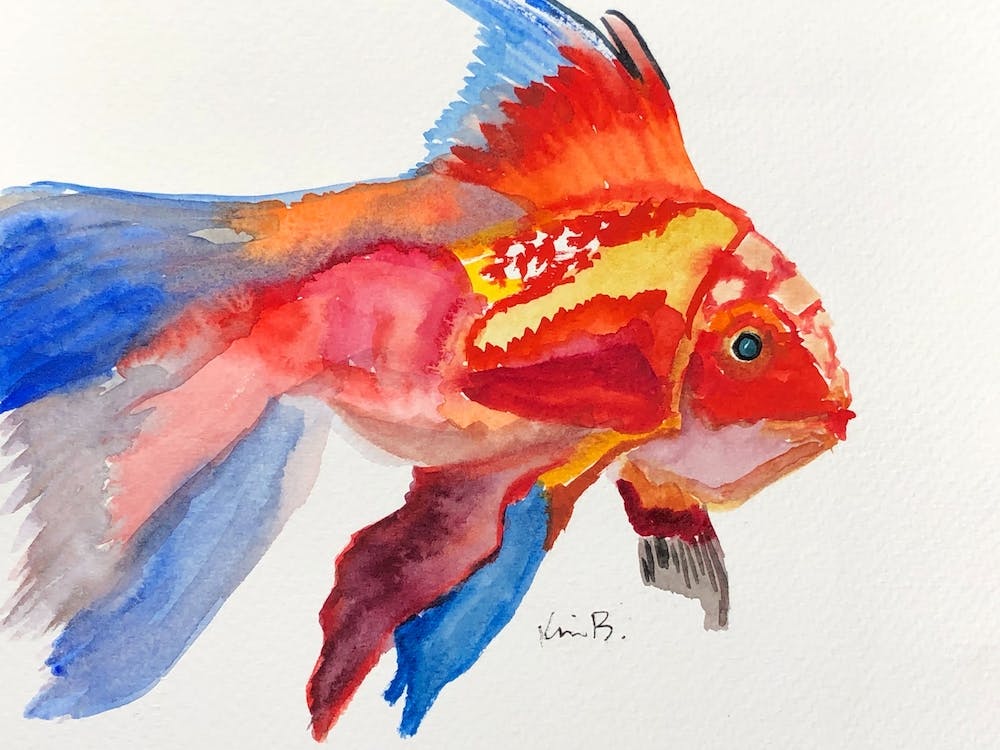 Gold Fish