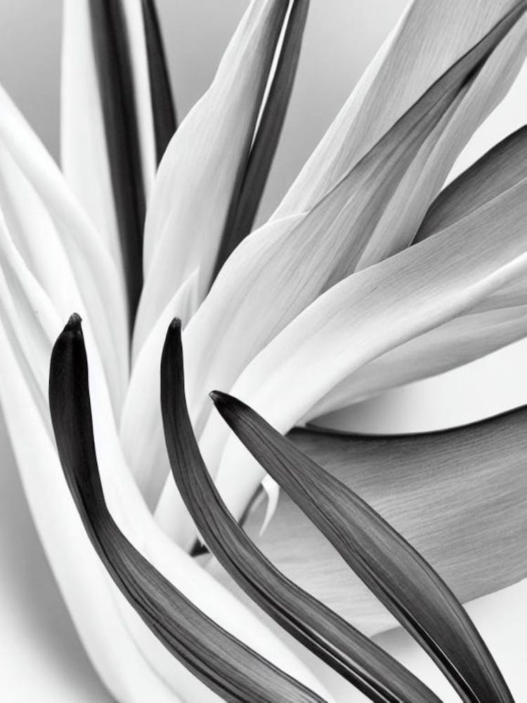Bird Of Paradise B&W Pencil 4 Flower