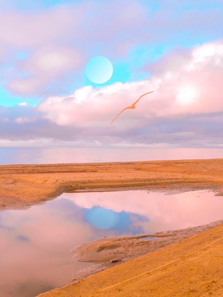 Moon Reflexion With Pink Seagull