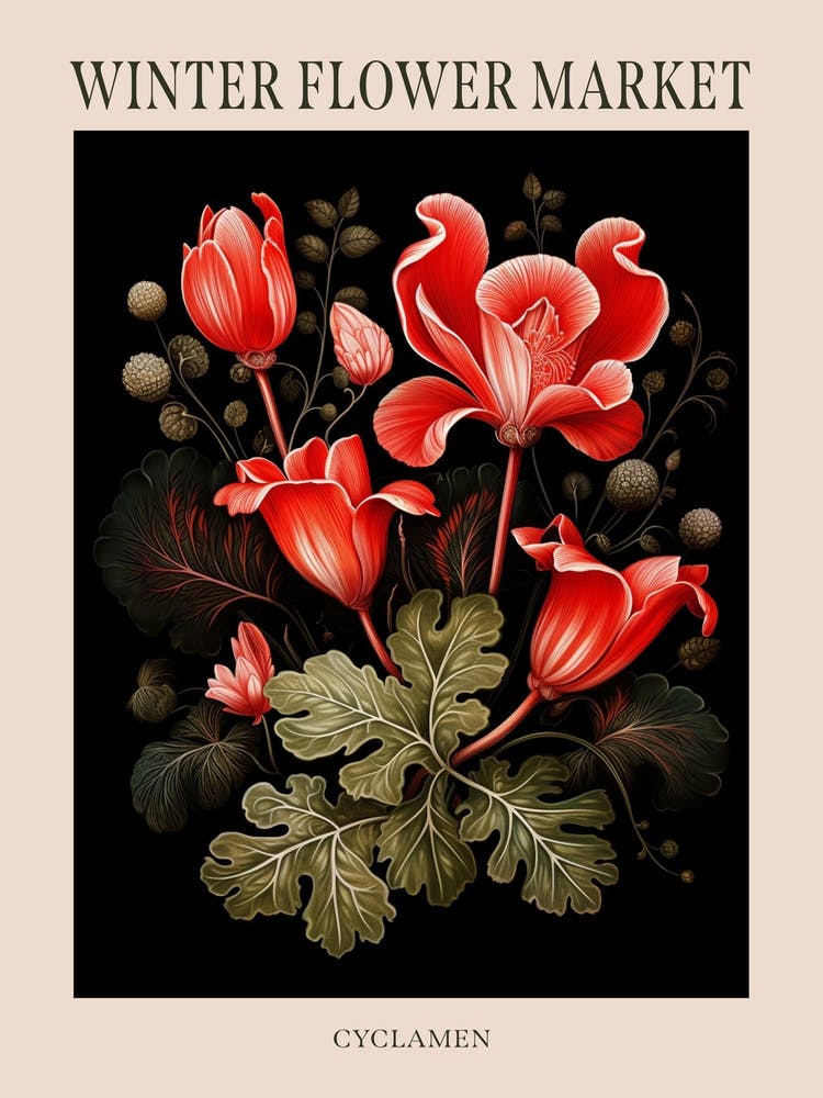 Cyclamen 3 Winter Flower Market Poster