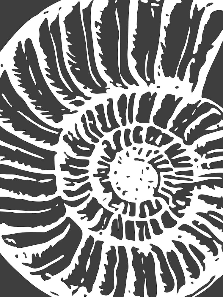 Coquille d'Ammonite 1