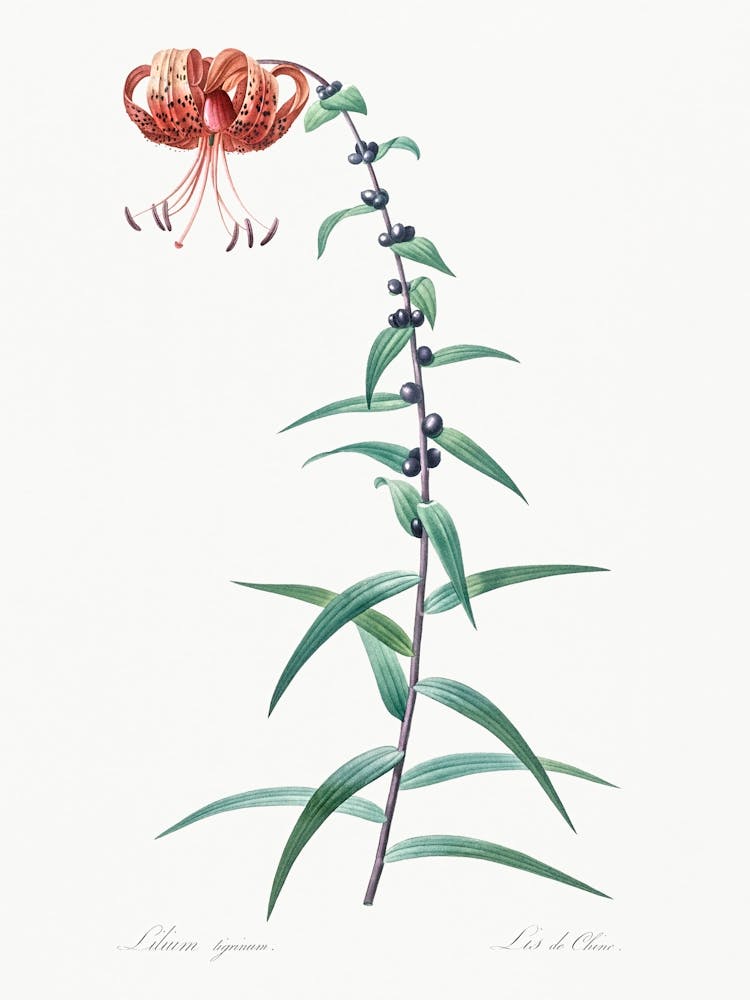 Tiger Lily Illustration From Les Liliacées (1805), Pierre Joseph Redoute