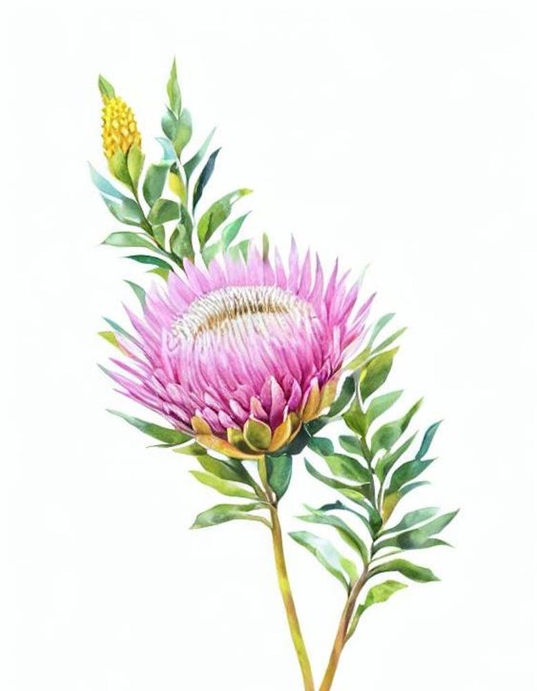 Proteas Aquarell Blume