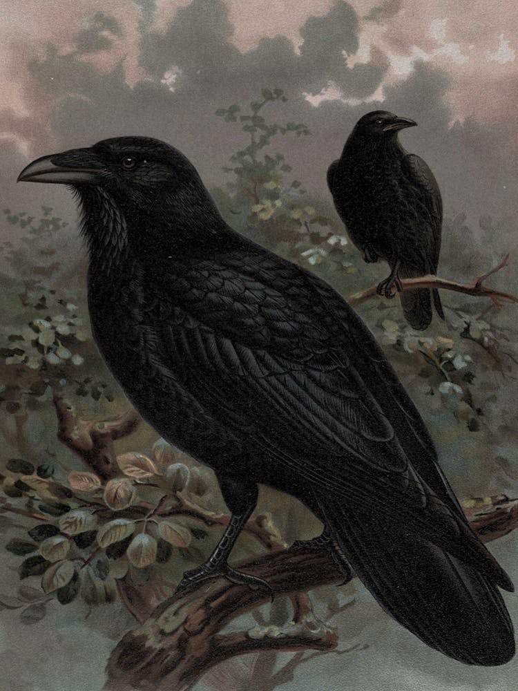 Crows 1