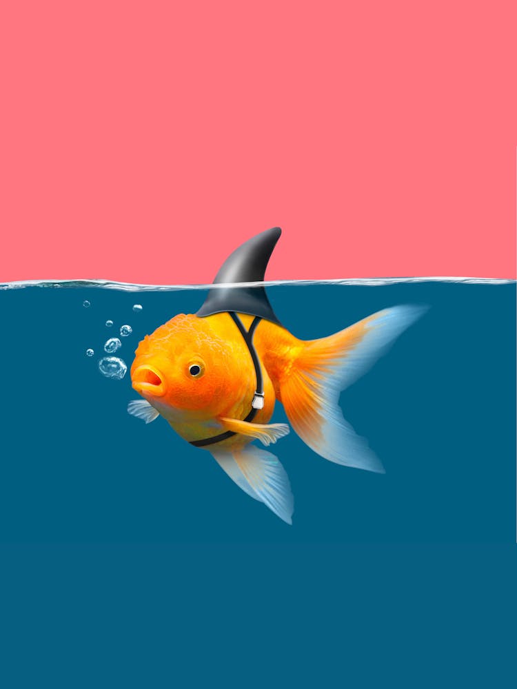 Goldfish