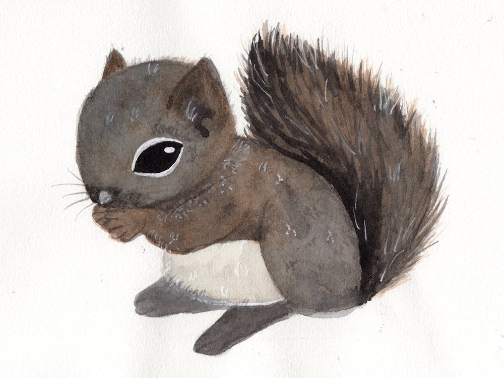 Baby Squirrel