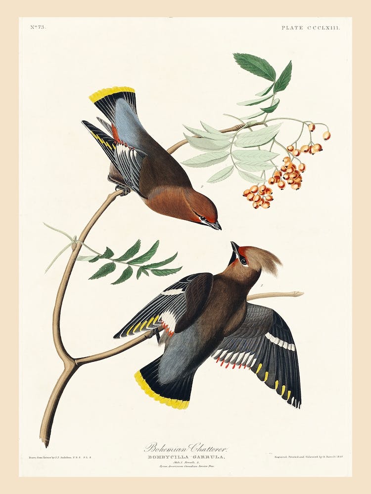 Bohemian Chatterer, Birds Of America, John James Audubon