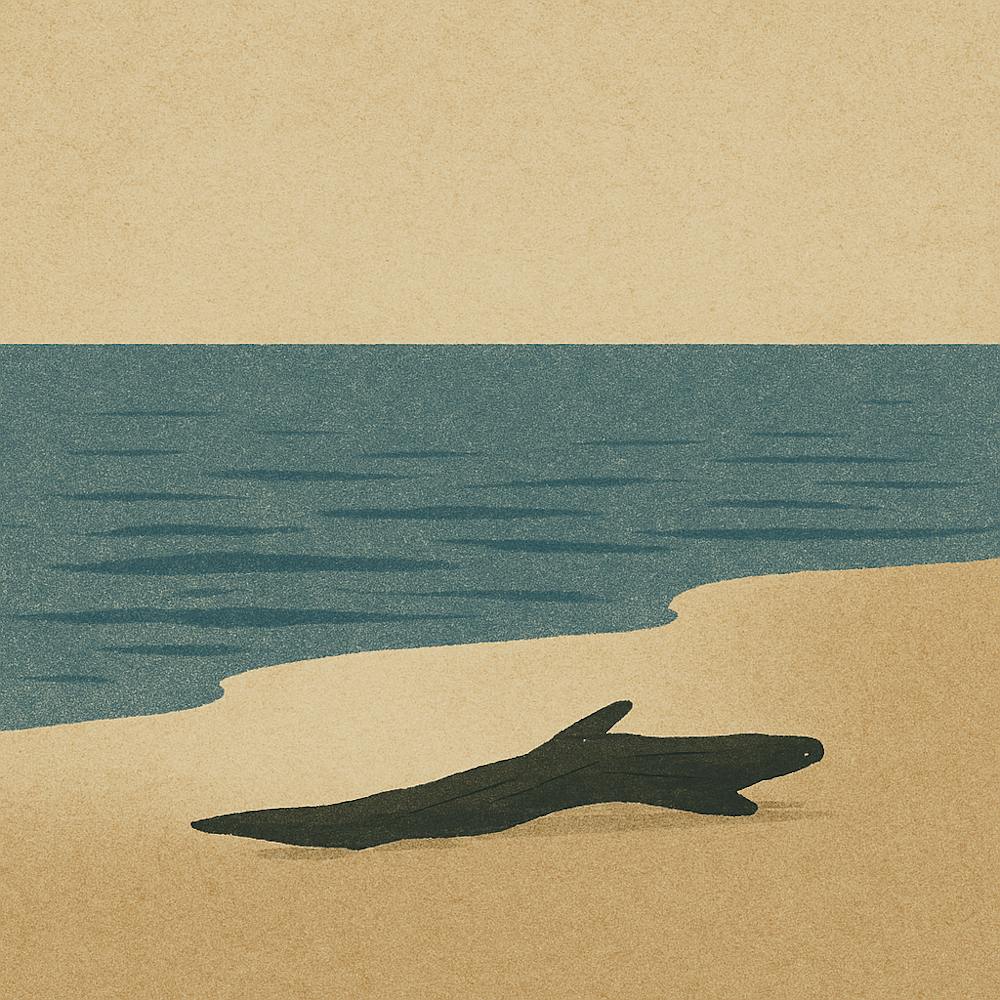 Driftwood - Tide Pool - Low Tides