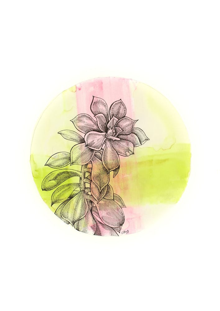 Succulente Sur Rose et Vert