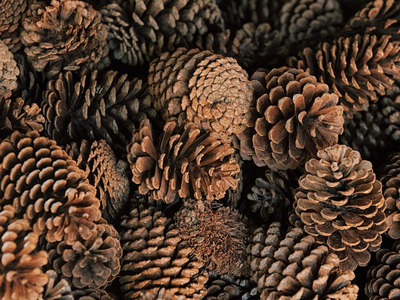 Winter Scented Pine Cones