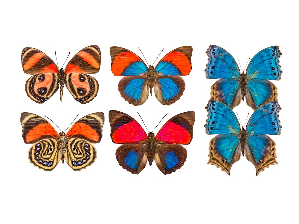 Collection Of Six Butterflies