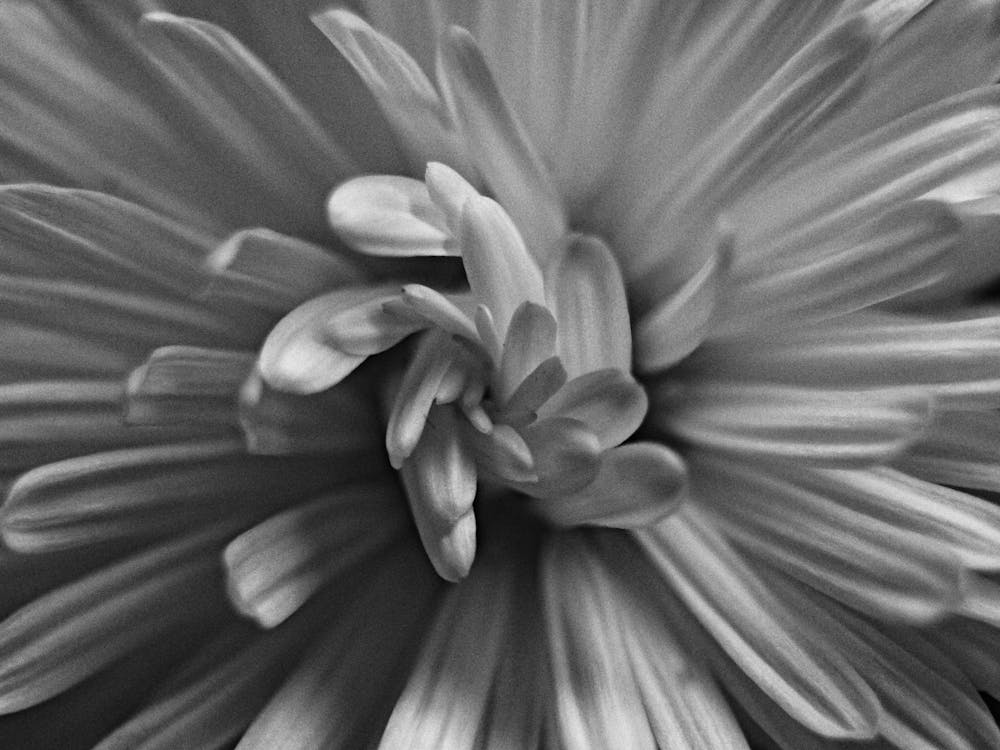 Chrysanthemum 1