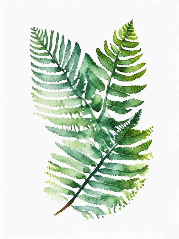 Royal Fern Watercolour
