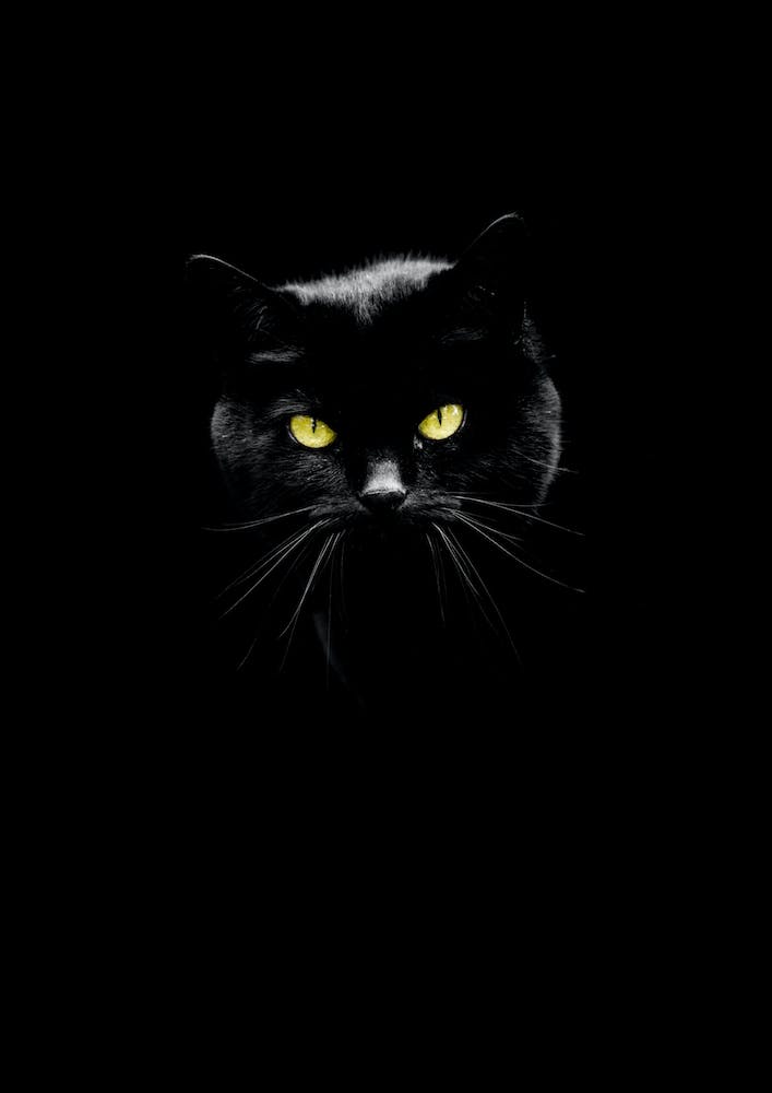 Puddy Cat