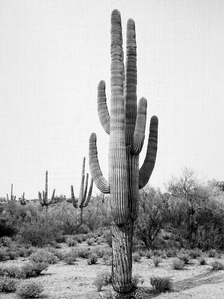 Arizona Kaktus Schwarz & Weiß