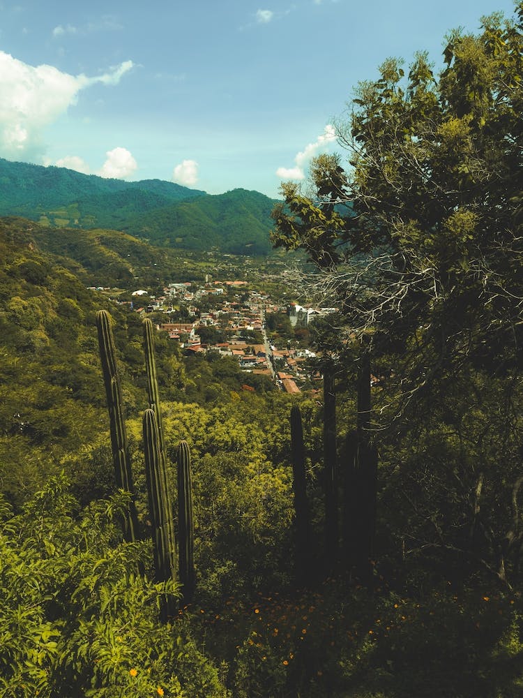 Cactus In The Mountains