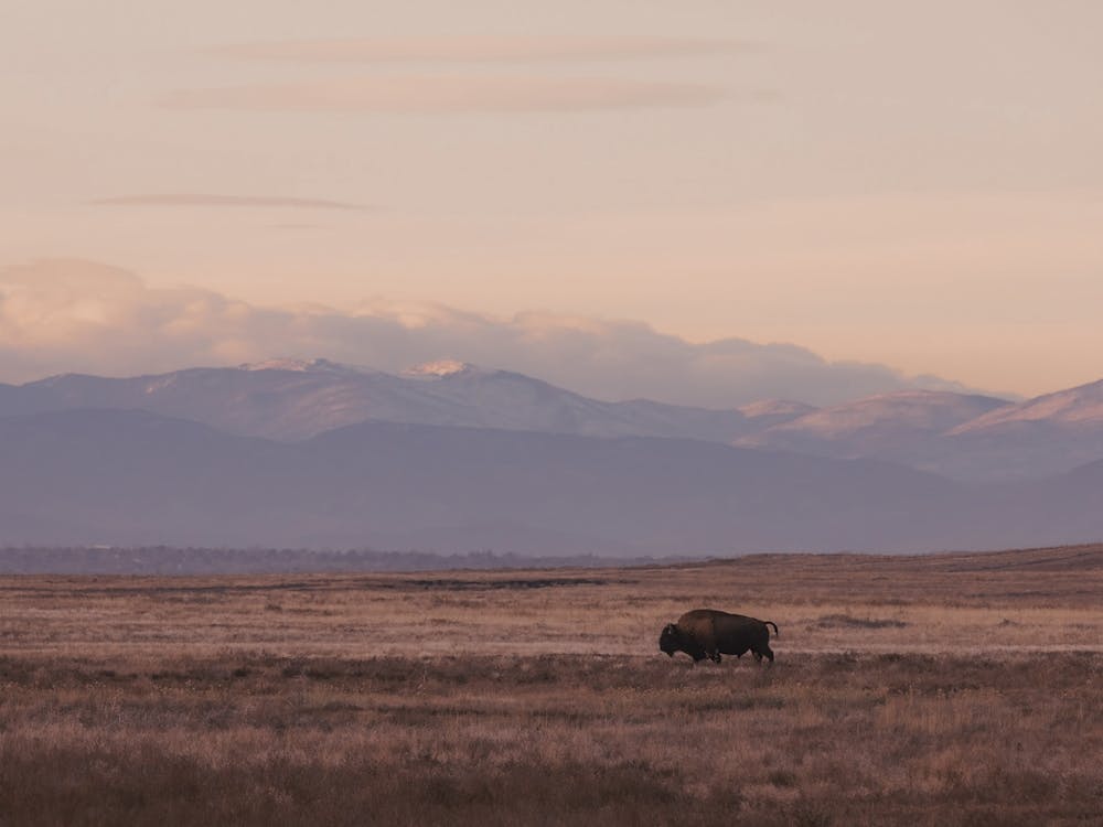Pastel Sunset Bison