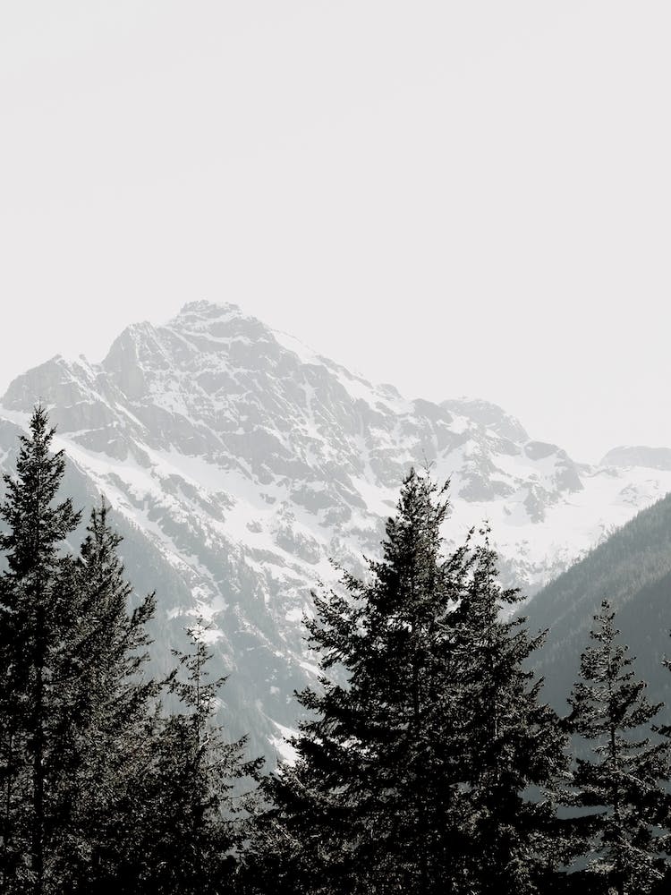 Forest And Peaks