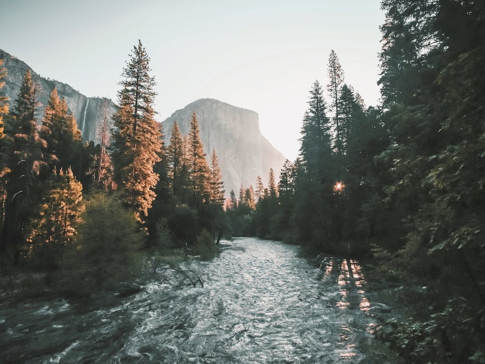 Yosemite Forest Creek