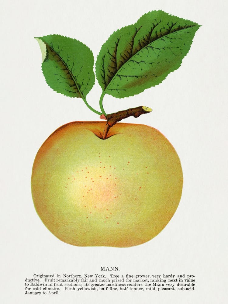 Vintage Botanical _2697919