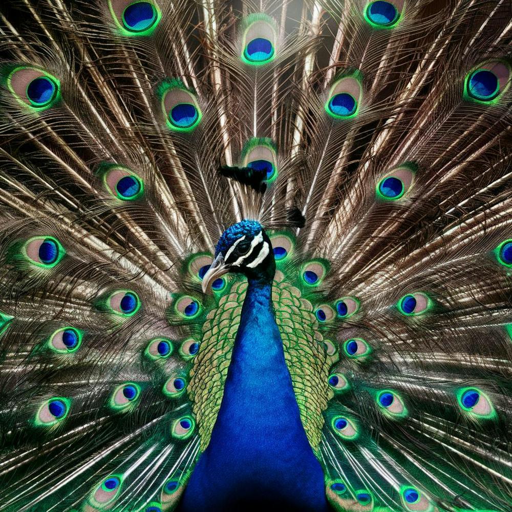Peacock 1