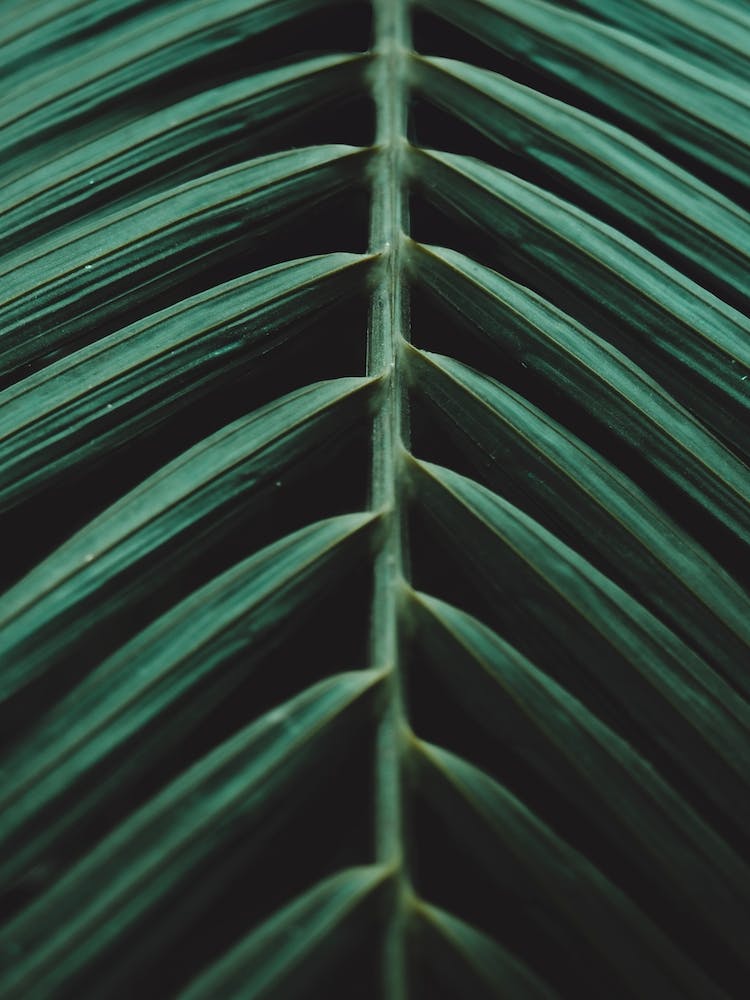 Green Palm Leaf Ii