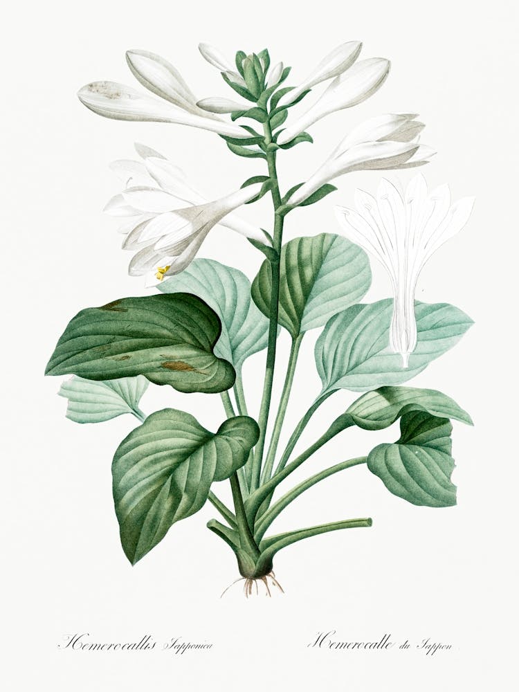 Daylily, Pierre Joseph Redoute 1