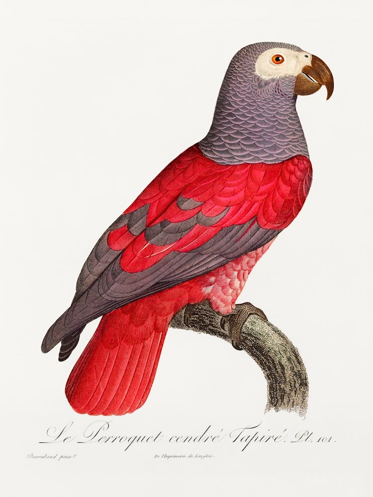 The Grey Parrot From Natural History Of Parrots, Francois Levaillant 1