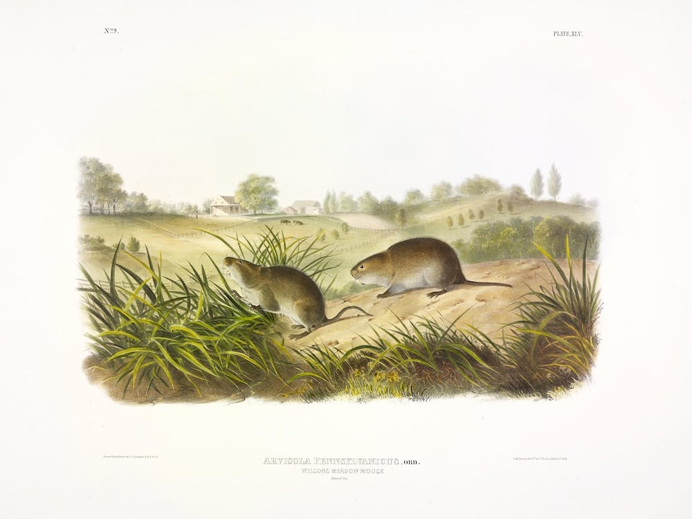 Meadow Mouse, John James Audubon