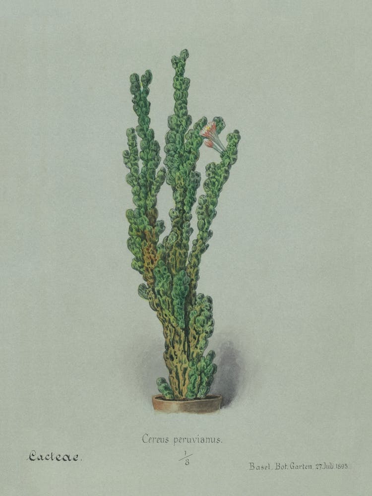 Peruvian Apple Cactus, Familie Der Cacteen