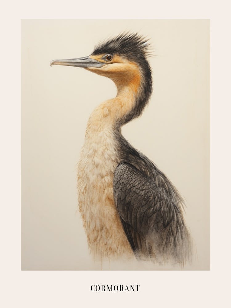 Vintage Bird Drawing Cormorant 1 Poster