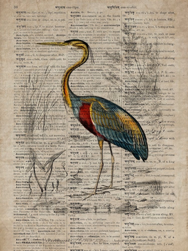 Heron Dictionnaire Universel Dhistoire Naturelle