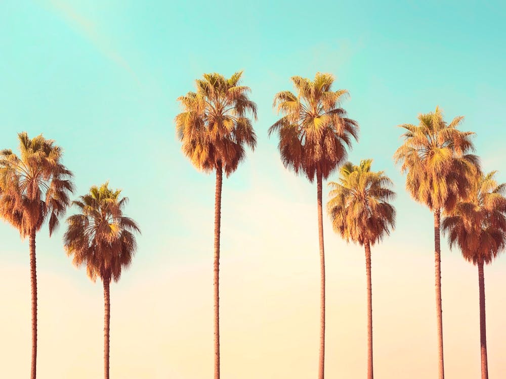 California Dreaming - Hollywood Palms
