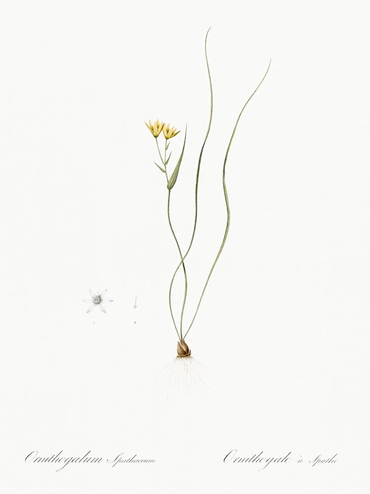 Ornithogalum Spathaceum Illustration From Les Liliacées (1805), Pierre Joseph Redoute