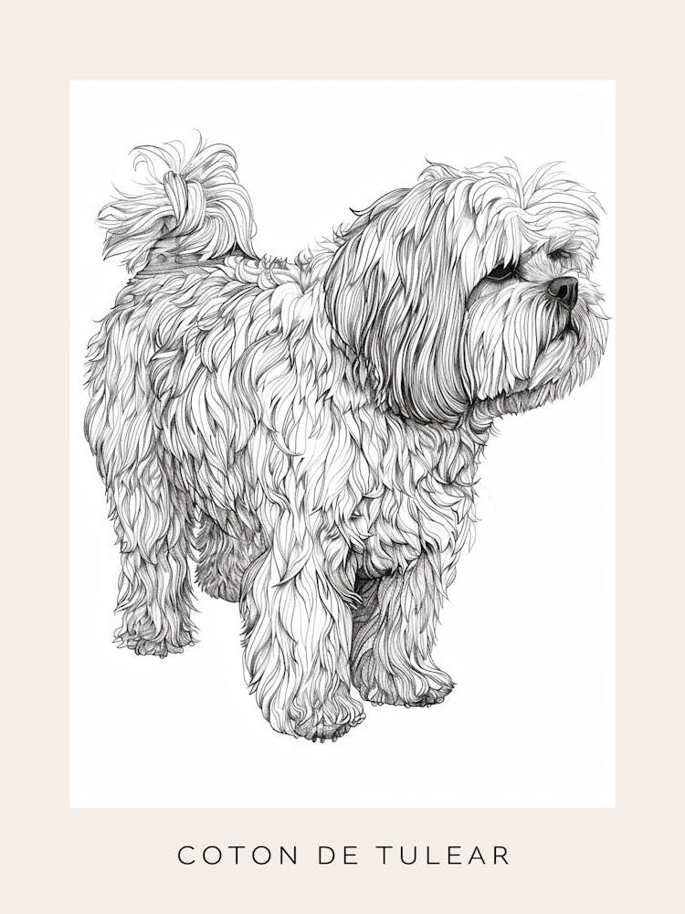 Coton De Tulear Dog Line Sketch 2 Poster