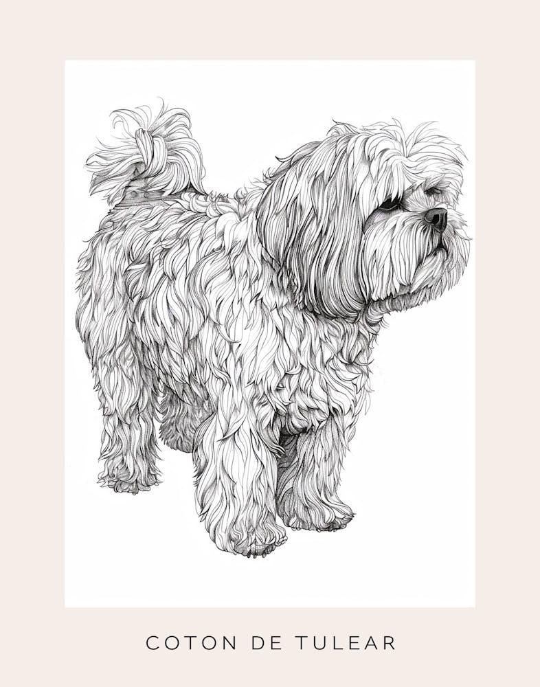 Coton De Tulear Dog Line Sketch 2 Poster