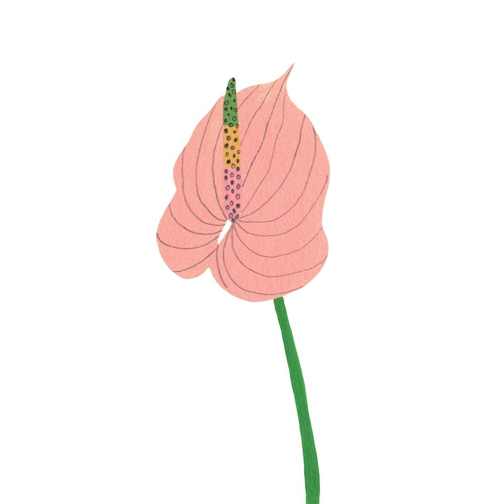 Anthurium Anthem