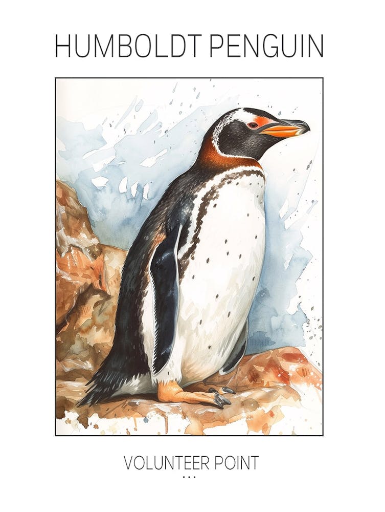 Humboldt Penguin Volunteer Point Watercolour Painting 4 Poster
