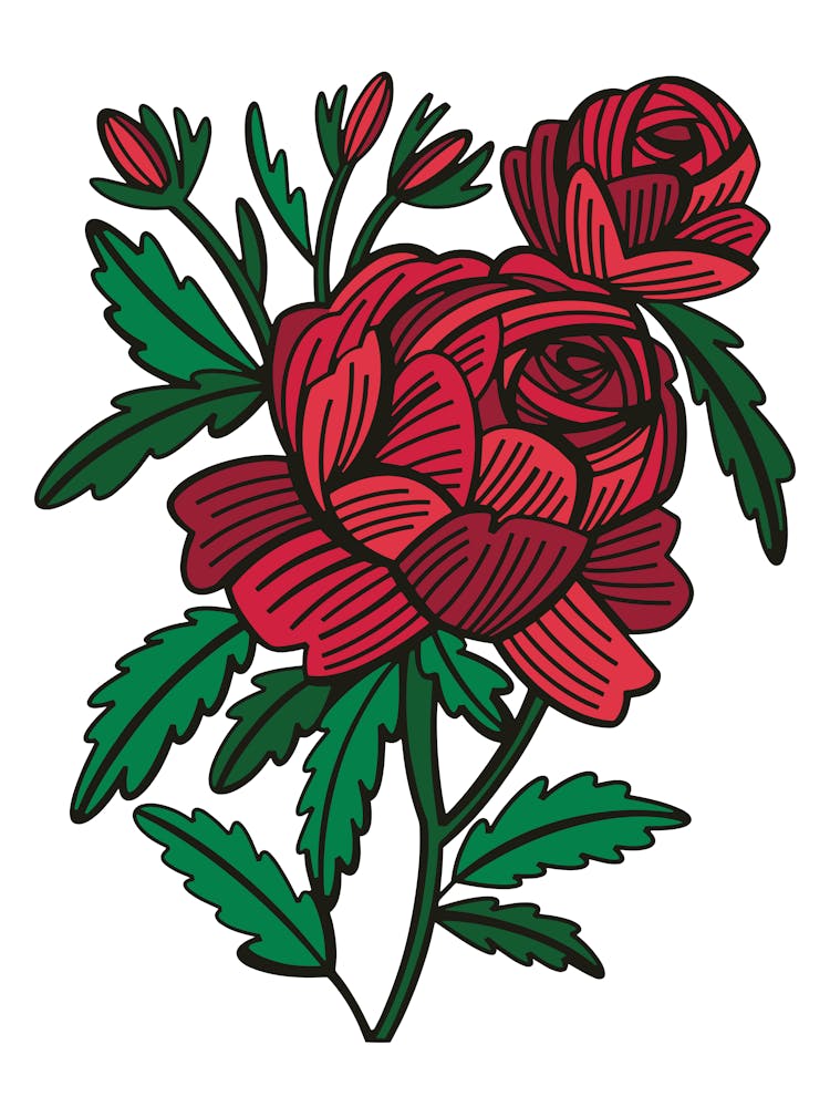 Red Rose Contemporary Botanical Illustration