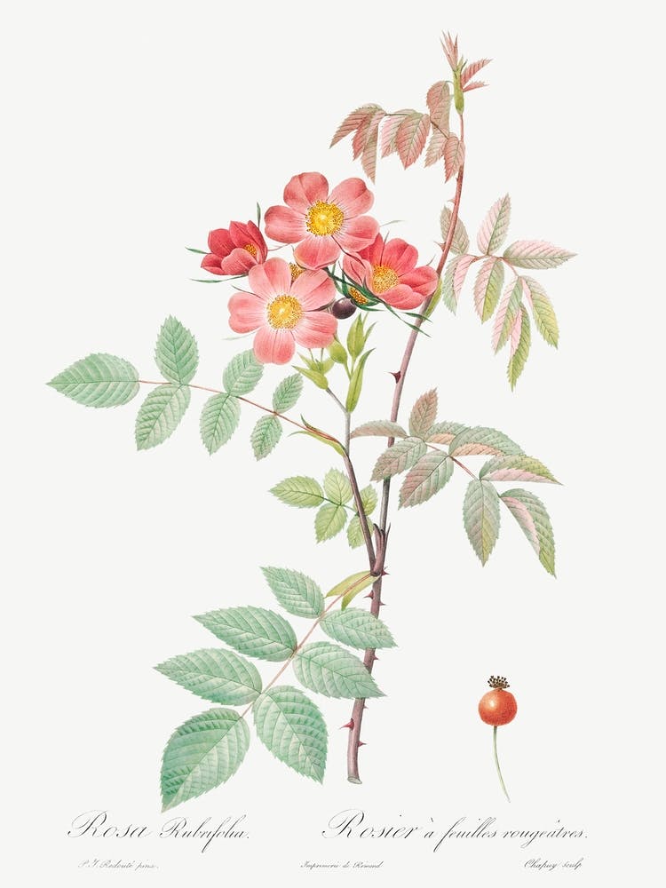 Redleaf Rose, Pierre Joseph Redoute