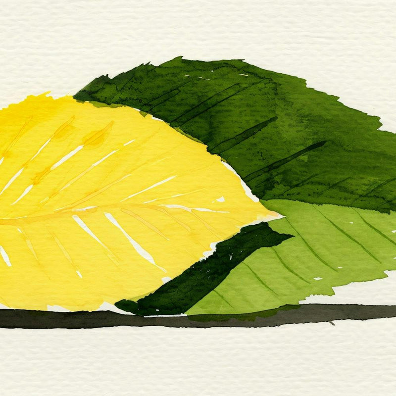 Feuille de Citron