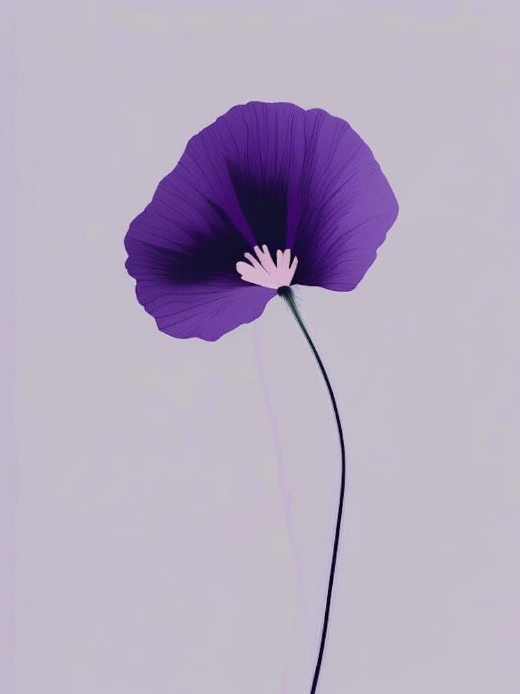 Purple Poppy Mallow Wildflower Simplicity