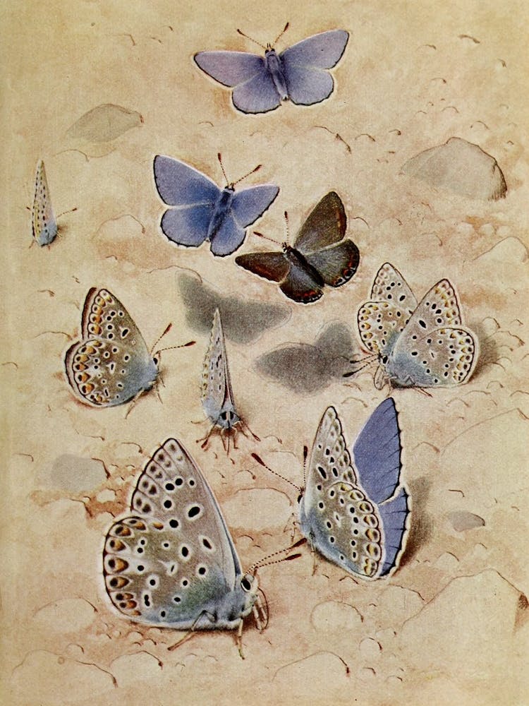 Blue Butterflies 4