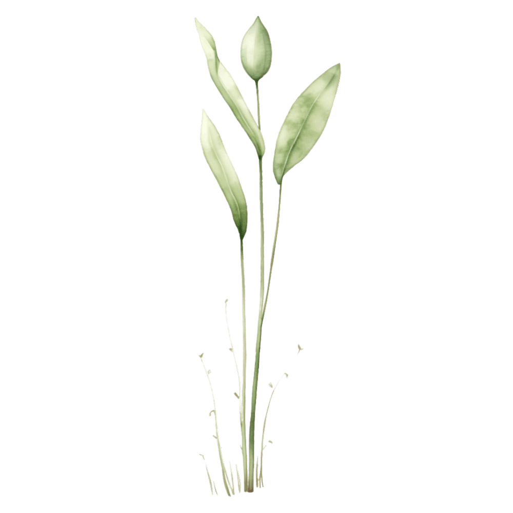 Tulip 1