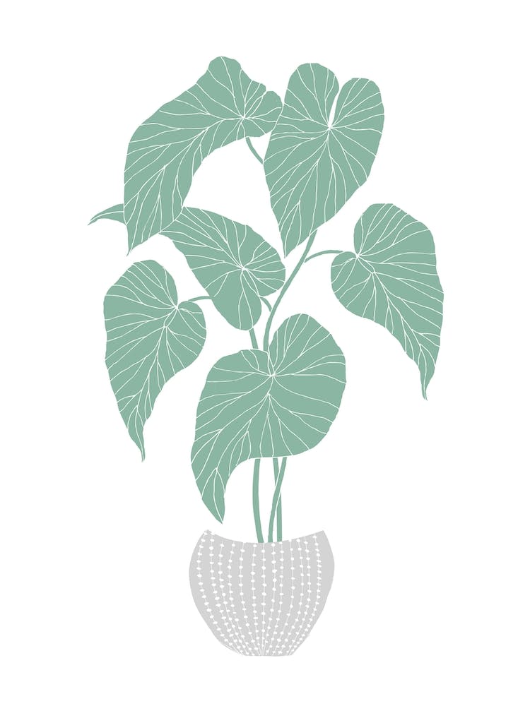 Green Begonia