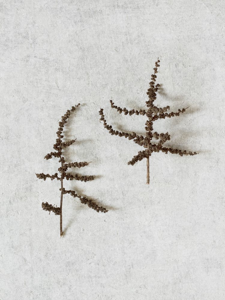 Minimal Wild Botanics