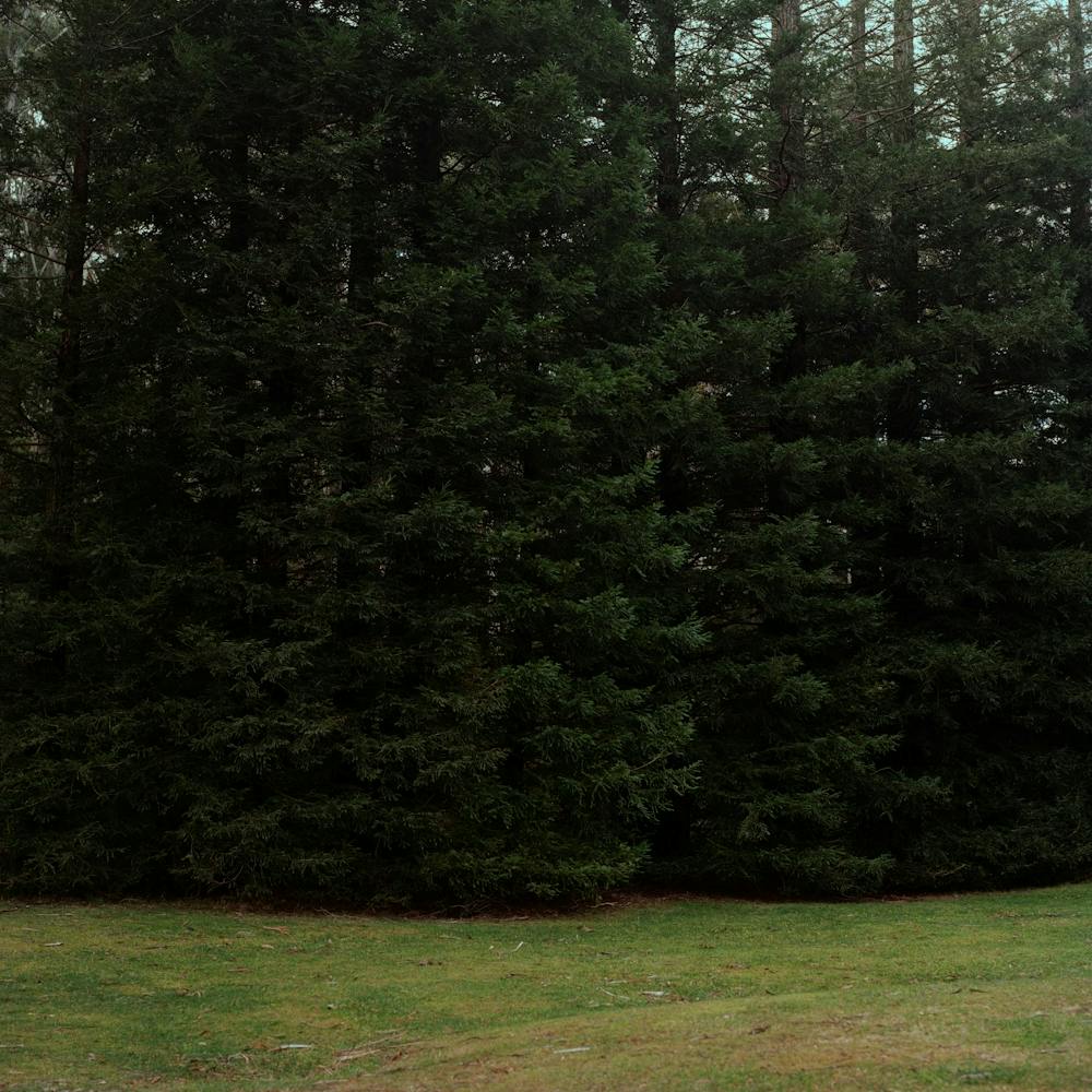Nature 011